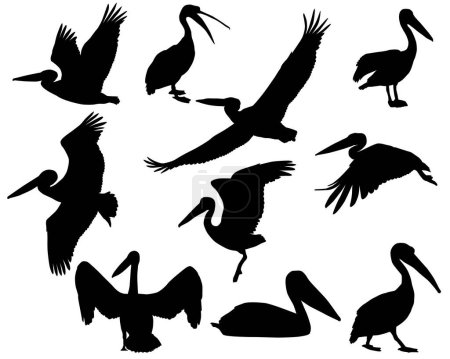 Collection of silhouettes of pelican birds