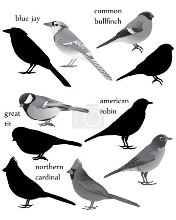 Téléchargez les illustrations : Collection of birds in black-white image and silhouette:  american robin, blue jay, common bullfinch (eurasian bullfinch), great tit, northern cardinal (redbird, red cardinal) - en licence libre de droit