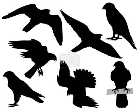 Téléchargez les illustrations : Collection de silhouettes de faucon pèlerin ou d'oiseaux pèlerins - en licence libre de droit