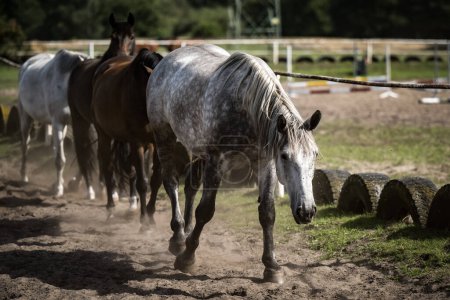 Foto de Hermosos caballos en una granja de sementales - Imagen libre de derechos