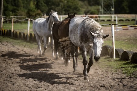 Foto de Hermosos caballos en una granja de sementales - Imagen libre de derechos