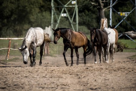 Téléchargez les photos : Beaux chevaux dans un haras - en image libre de droit