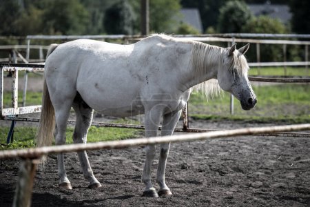 Téléchargez les photos : Beaux chevaux dans un haras - en image libre de droit