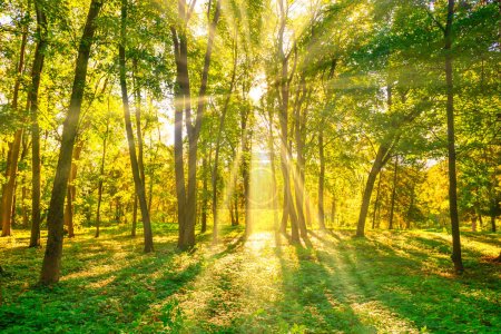 Foto de Bosque puesta de sol árboles otoñales y luz solar - Imagen libre de derechos