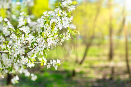 Cherry tree with white flowers in bloom in forest