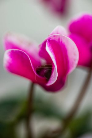 Schöne lila Cyclamenblüten als Geschenk