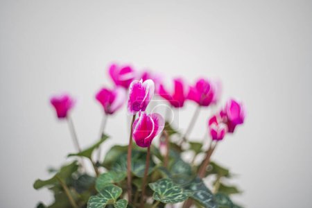 Schöne lila Cyclamenblüten als Geschenk