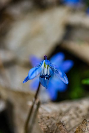 Schöne Scilla siberica Blüten in wilder Natur im Frühling