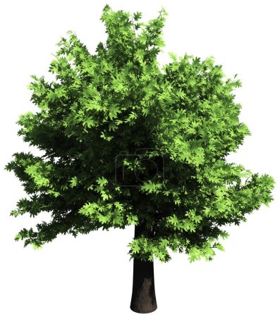 Foto de Oak tree isolated - 3d rendering - Imagen libre de derechos