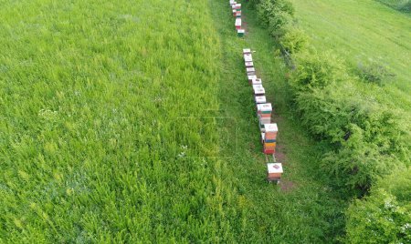 Téléchargez les photos : Vue aérienne sur la maison d'abeilles dans le champ - en image libre de droit