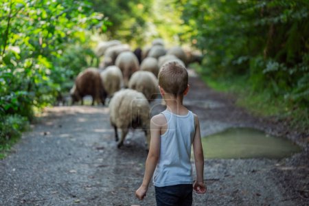 Little boy in gardener uniform feeding the sheep by fresh grass on a sheep farm. High quality photo