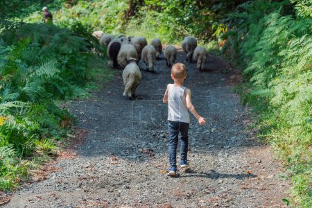 Téléchargez les photos : Petit garçon en uniforme de jardinier nourrissant les moutons par de l'herbe fraîche dans une ferme de moutons. Photo de haute qualité - en image libre de droit