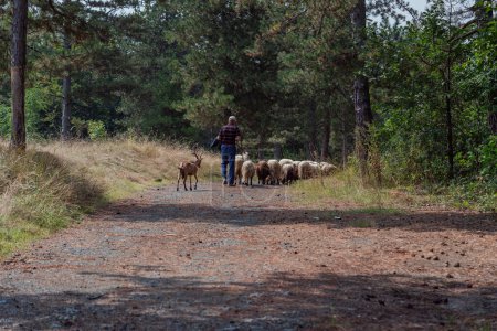 Téléchargez les photos : Petit garçon en uniforme de jardinier nourrissant les moutons par de l'herbe fraîche dans une ferme de moutons. Photo de haute qualité - en image libre de droit