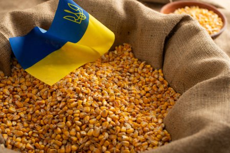 Burlap sack with corn kernels and Ukrainian flag concept