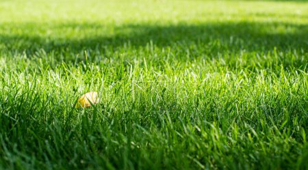 Mowed green backyard grass with yellow leaf closeup view