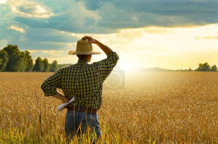 Farmer in straw hat stands at harvest ready wheat field