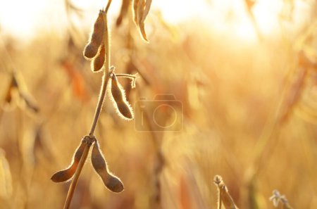 Soy pods on stem in the fields closeup view against sunlight