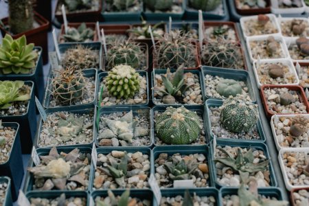 Téléchargez les photos : Plantes succulentes et cactus en pots à vendre sur le marché de rue. Arrière-plan flou. Gros plan. Concentration sélective. - en image libre de droit