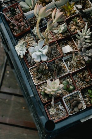 Téléchargez les photos : Plantes succulentes et cactus en pots à vendre sur le marché de rue. Arrière-plan flou. Gros plan. Concentration sélective. - en image libre de droit