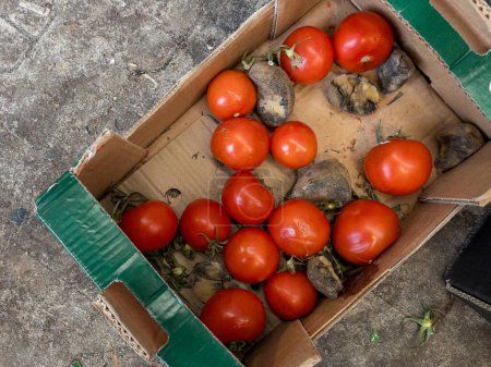 Photo for Dirty boxes with rotten tomatoes. Garbage and food waste. - Royalty Free Image