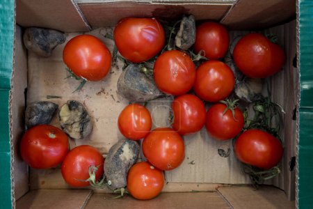 Foto de Cajas sucias con tomates podridos. Basura y desperdicio de alimentos. - Imagen libre de derechos