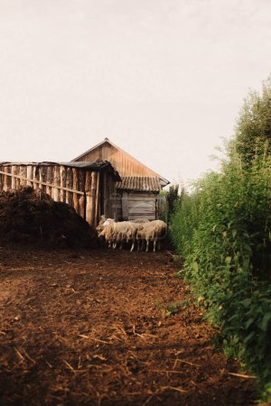 Domestic sheep stand near a wooden shelter. Sheep in a barn on an eco-farm located in the countryside. Part of the series.