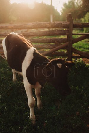 Auf einer Weide liegt ein Hauskalb auf dem Boden. Eine Kuh auf einem Öko-Bauernhof auf dem Land.
