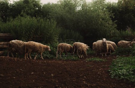 Hausschafe stehen in der Nähe eines Holzunterstandes. Schafe in einem Stall auf einem Öko-Bauernhof auf dem Land. Teil der Serie.