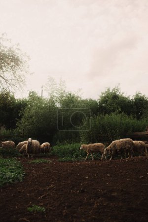 Domestic sheep stand near a wooden shelter. Sheep in a barn on an eco-farm located in the countryside. Part of the series.