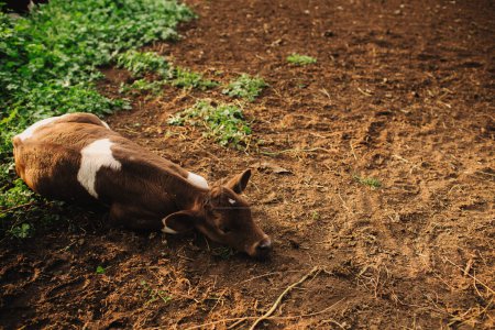 A domestic calf lies on the ground in a pasture. A cow on an eco-farm located in the countryside.