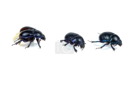 Photo for Live scarab beetles isolated on white background - Royalty Free Image
