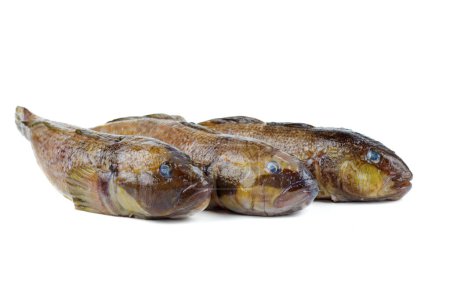 Foto de Tres peces gobios redondos frescos aislados sobre fondo blanco - Imagen libre de derechos