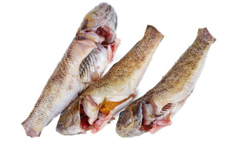 Foto de Tres frescos peces gobios redondos listos para cocinar aislados sobre fondo blanco - Imagen libre de derechos