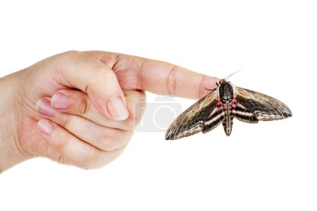 Téléchargez les photos : Convolvulus hawk-moth sur un doigt humain isolé sur fond blanc - en image libre de droit