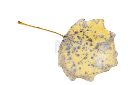 Foto de Abele amarillo (álamo de hoja plateada) hoja aislada sobre fondo blanco - Imagen libre de derechos