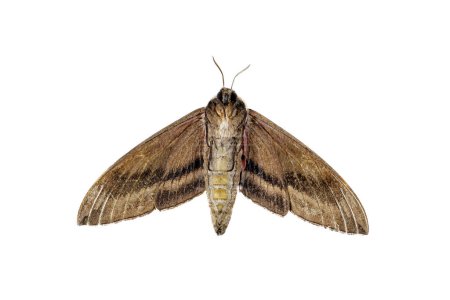 Convolvulus hawk-moth isolé sur fond blanc, Vue du bas