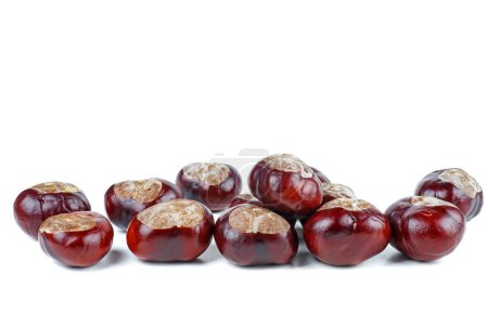 Photo for Horse-chestnuts isolated on white background - Royalty Free Image