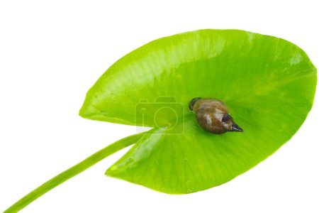 Téléchargez les photos : Grand escargot d'étang, Lymnaea stagnalis sur une feuille de nénuphar - en image libre de droit