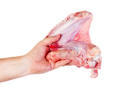Photo for Hand hold raw turkey wing isolated on white background - Royalty Free Image
