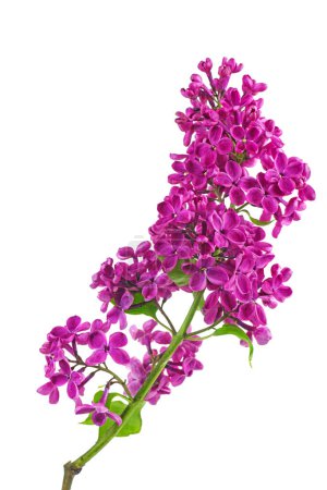 Téléchargez les photos : Lilas violet fleurs isolées sur fond blanc - en image libre de droit