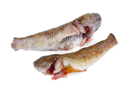 Foto de Dos frescos peces gobios redondos listos para cocinar aislados sobre fondo blanco - Imagen libre de derechos