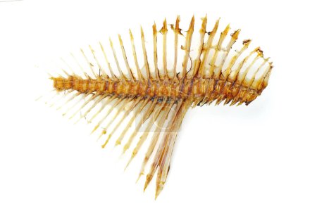 Foto de Esqueleto de pescado aislado sobre un fondo blanco - Imagen libre de derechos