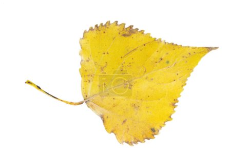 Foto de Hoja de álamo amarillo aislada sobre fondo blanco - Imagen libre de derechos