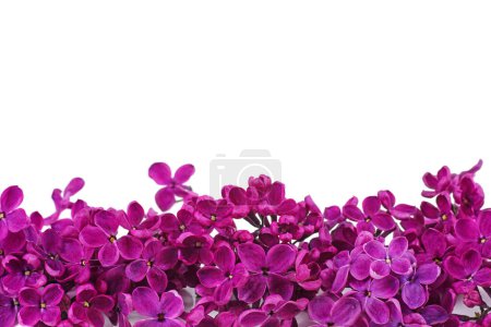 Téléchargez les photos : Lilas violet fleurs isolées sur fond blanc - en image libre de droit
