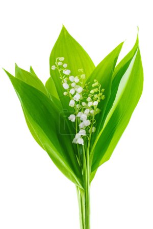 Photo for Bunch of Lily of the Valley isolated on the white background - Royalty Free Image