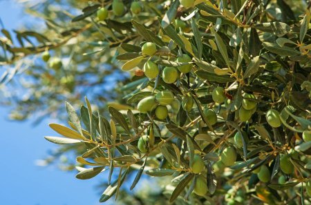 Foto de Las aceitunas en el árbol agaist cielo azul. enfoque selectivo - Imagen libre de derechos