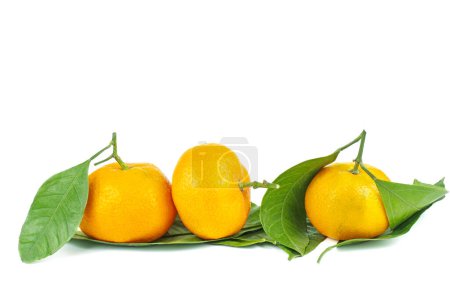 Foto de Mandarinas, mandarina o clementina con hojas aisladas sobre fondo blanco - Imagen libre de derechos
