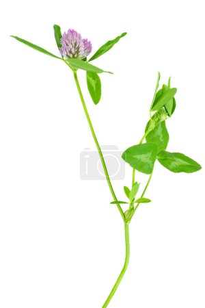 Photo for Red clover flower isolated on white background cutout - Royalty Free Image
