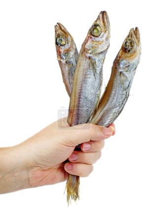 Téléchargez les photos : Tenez à la main trois poissons salés (micromesistius) isolés sur fond blanc. - en image libre de droit