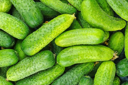 Photo for Cucumbers background.food background .Top view - Royalty Free Image